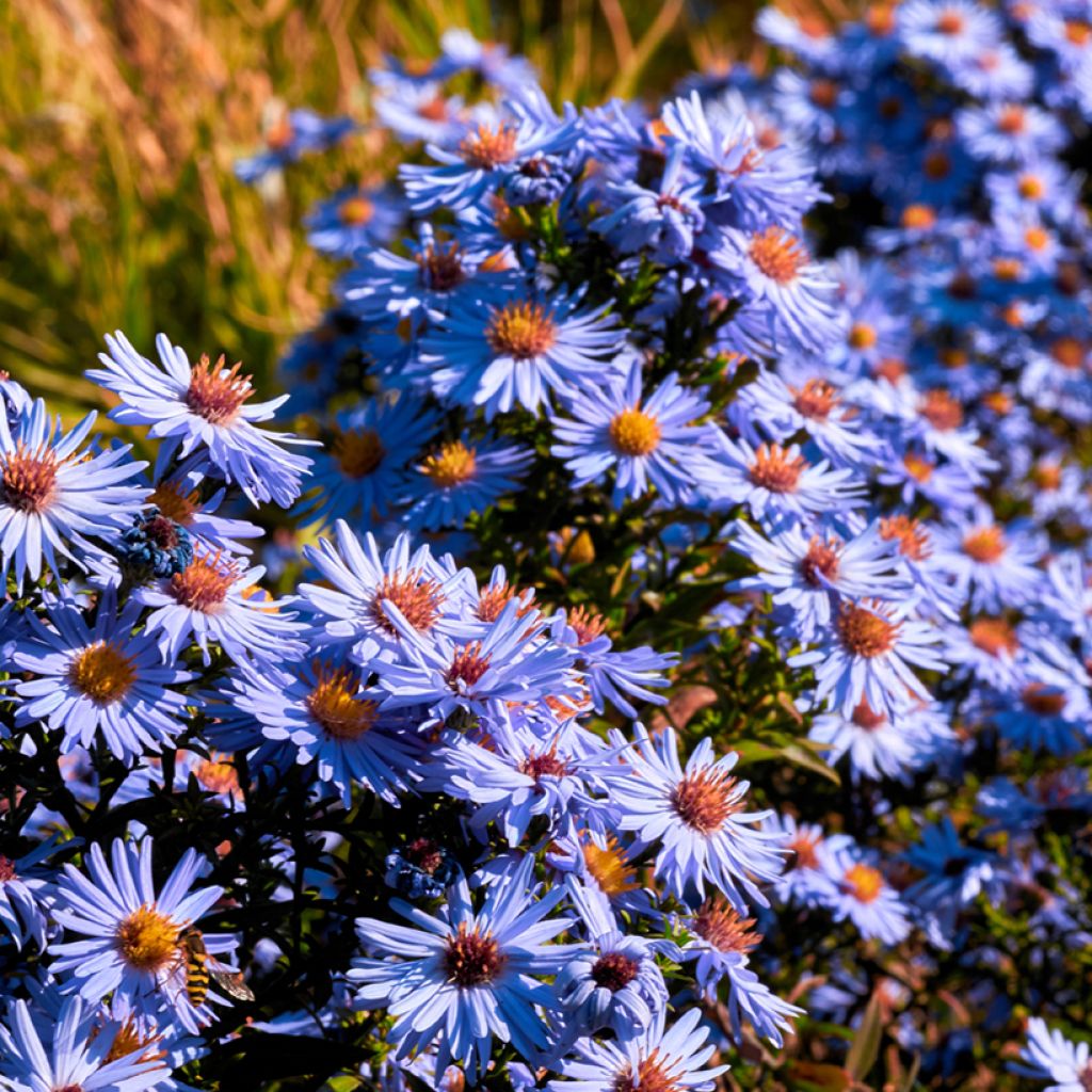 Aster oblongifolium October Skies