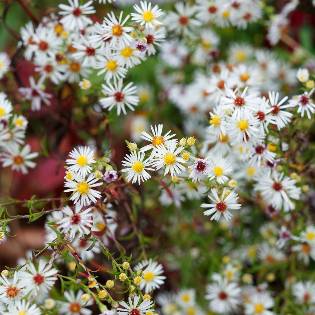 Aster ericoides var. pringlei Monte Cassino