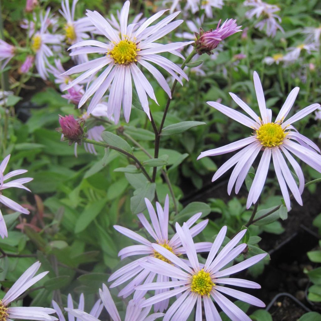 Aster pyrenaeus Lutetia - Aster d’été des Pyrénées 