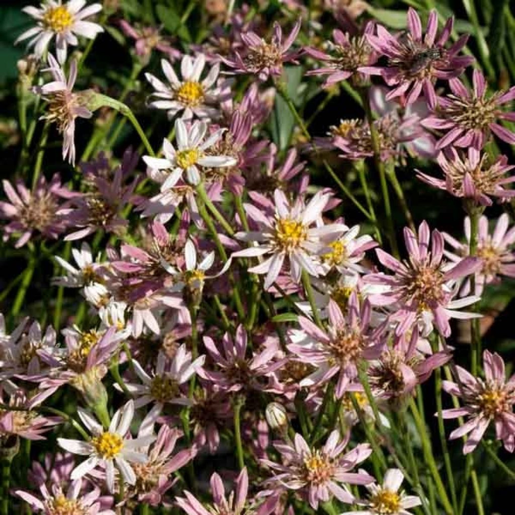 Aster rugulosus Asrugo