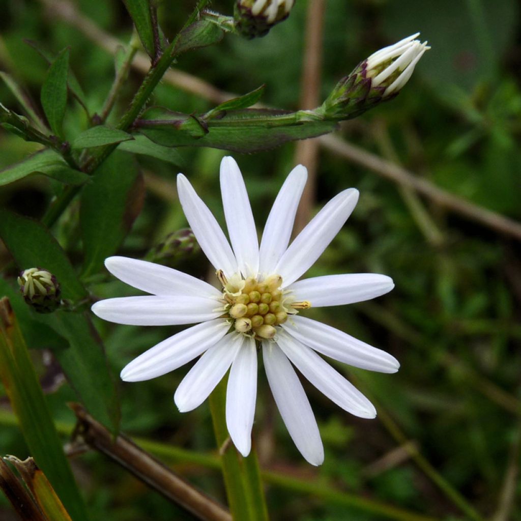 Aster schreberi