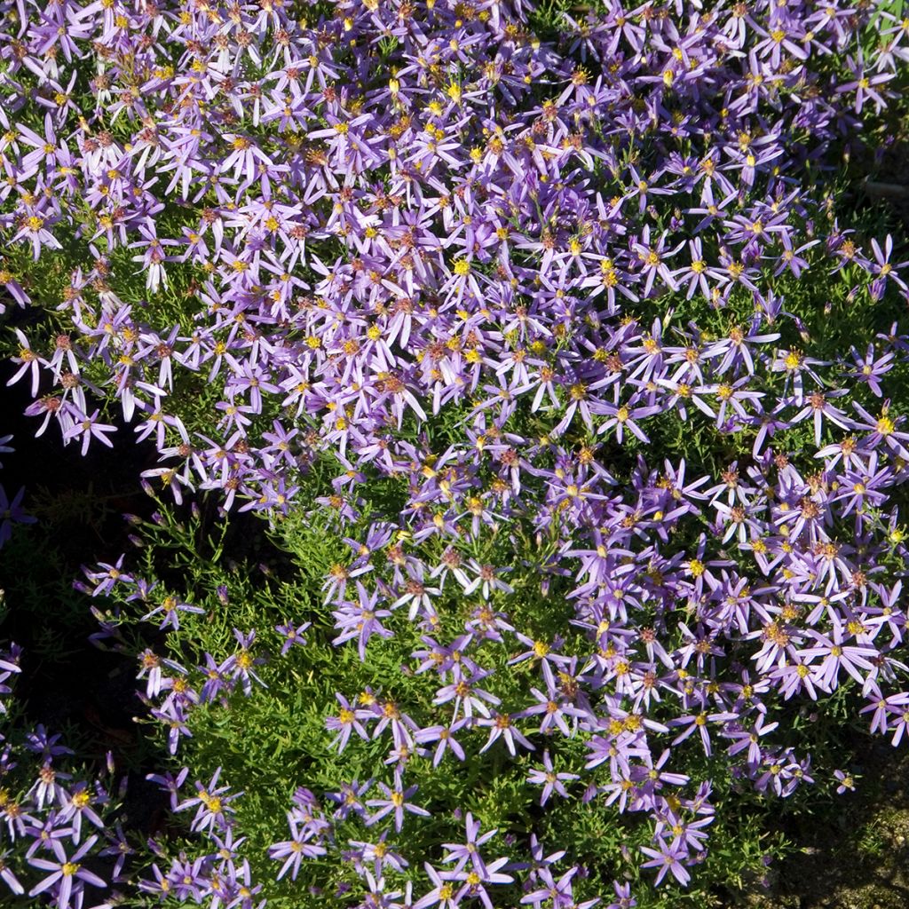 Aster sedifolius Nanus