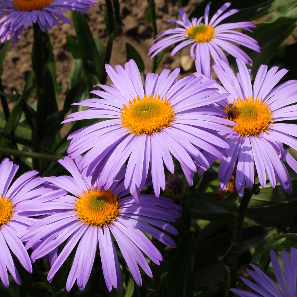 Aster stracheyi