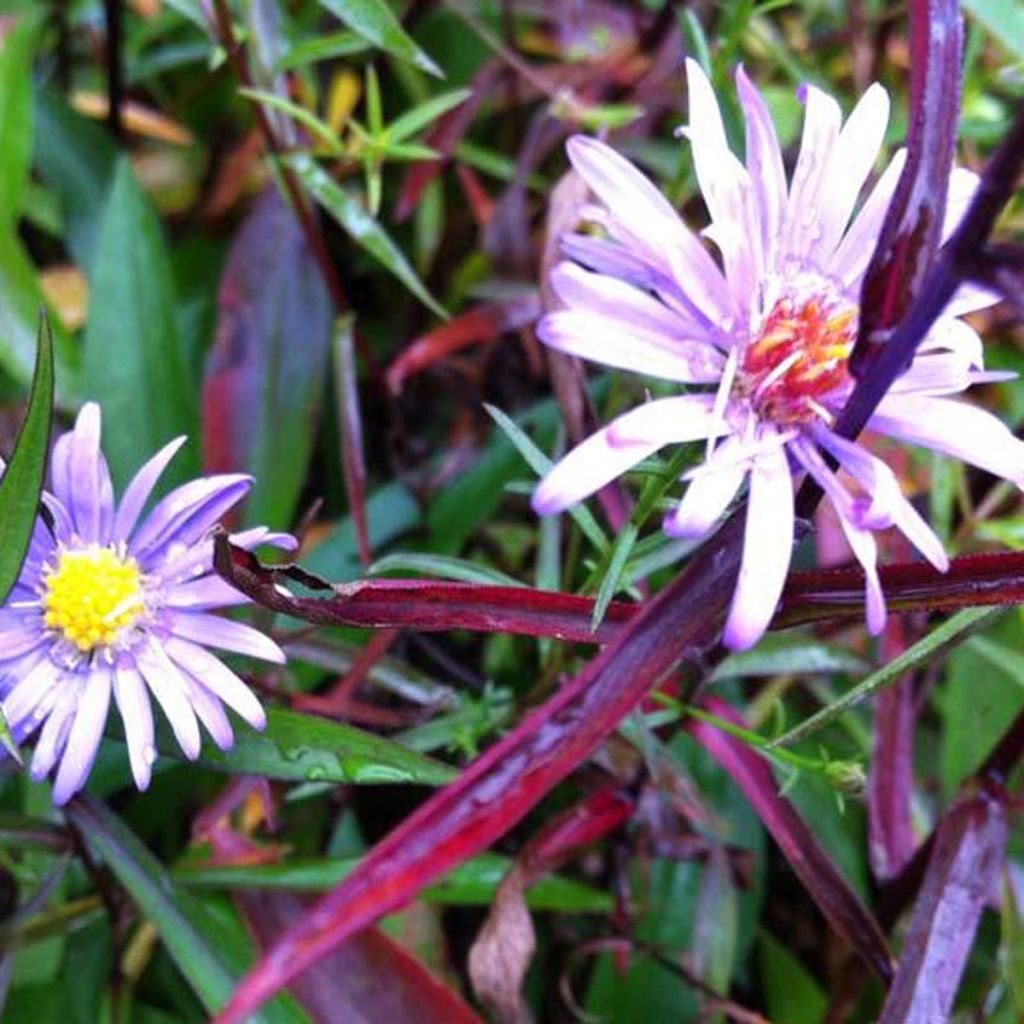 Aster turbinellus - Aster des prairies mauve