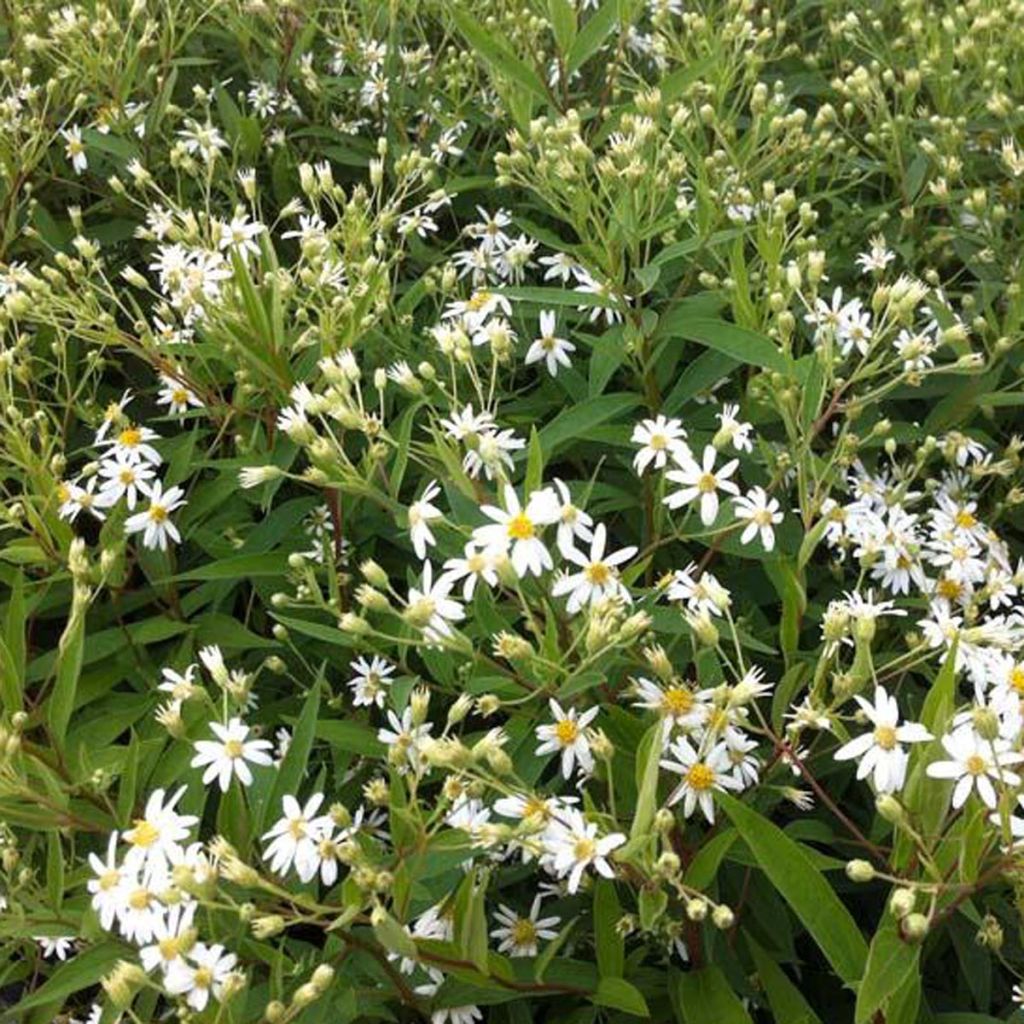 Aster umbellatus Weisser Schirm