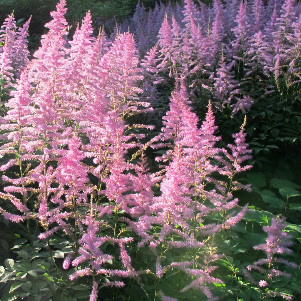 Astilbe Amerika