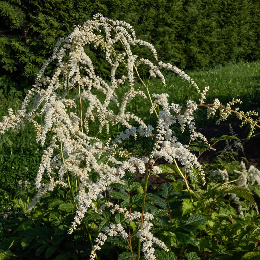 Astilbe thunbergii Professor van der Wielen