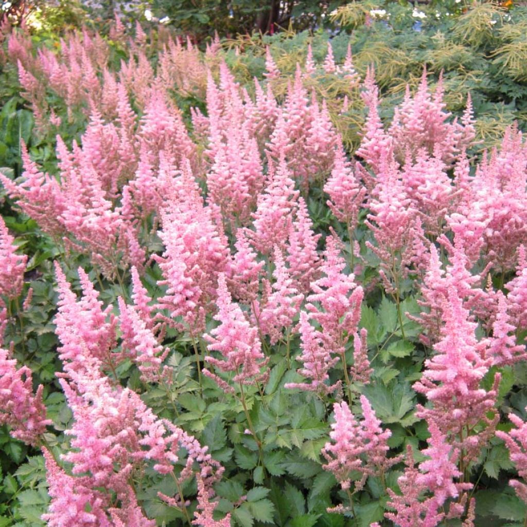 Astilbe Vision in Pink