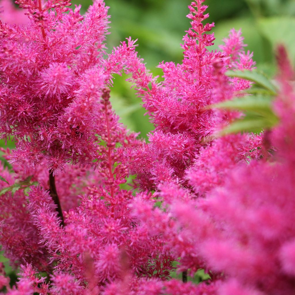 Espirea de pluma Vision in Pink- Astilbe