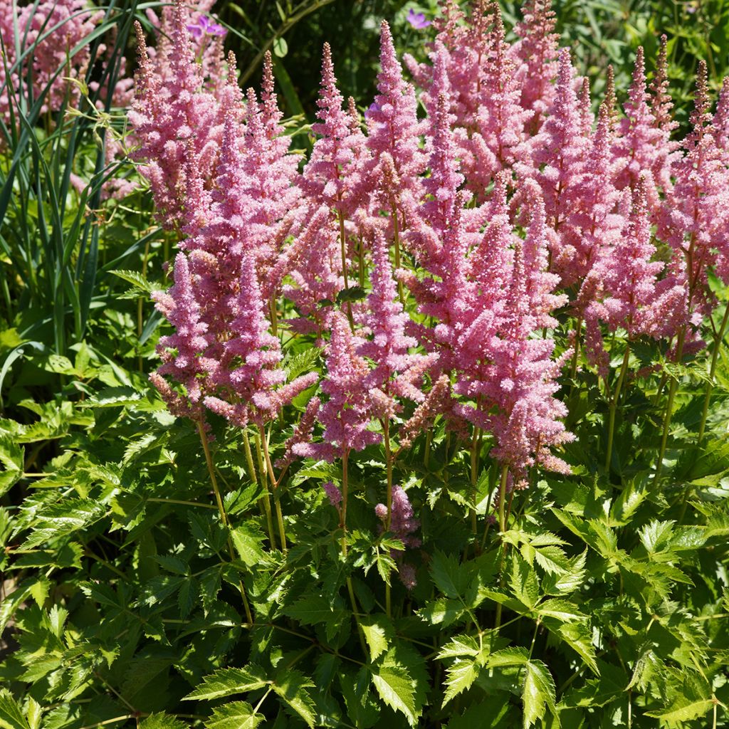 Espirea de pluma Vision in Pink- Astilbe