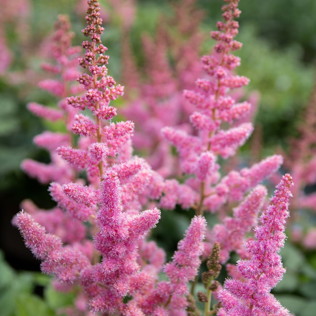 Espirea de pluma Vision in Pink- Astilbe