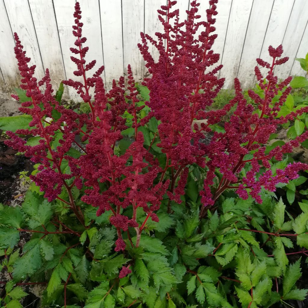 Espirea de pluma Vision in Red- Astilbe