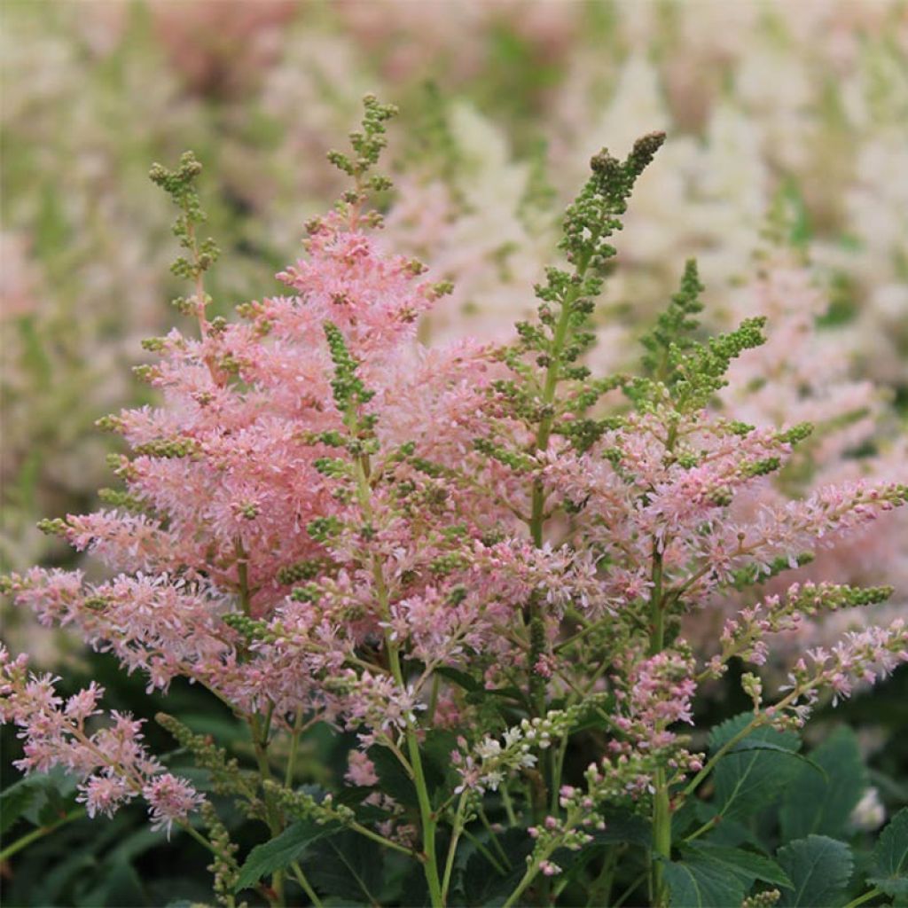 Astilbe Younique® Silvery Pink en pot de 2/3 L