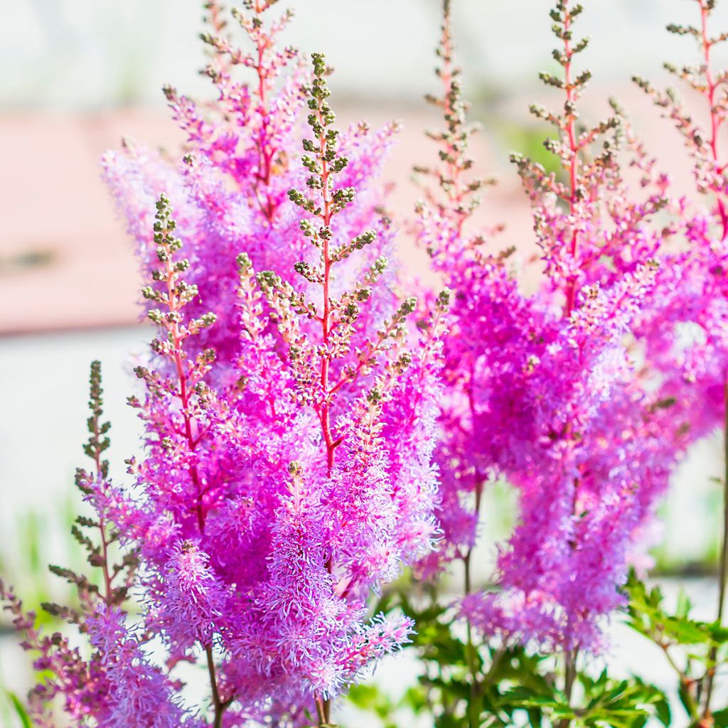 Espirea de pluma Amethyst - Astilbe