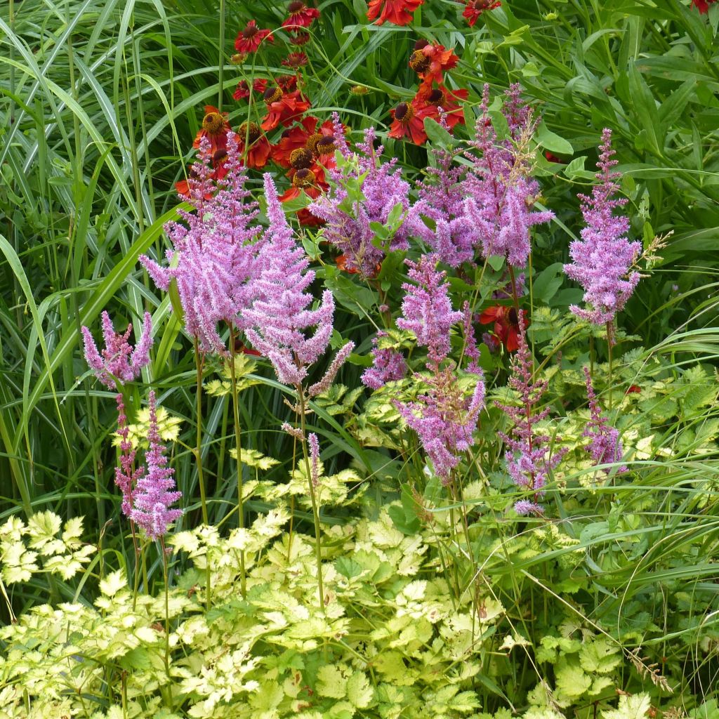 Espirea de pluma Color Flash Lime - Astilbe