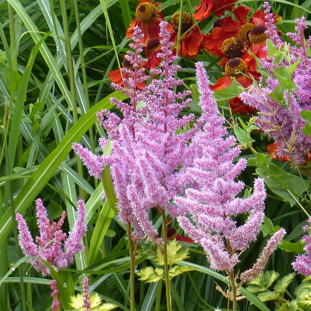 Espirea de pluma Color Flash Lime - Astilbe