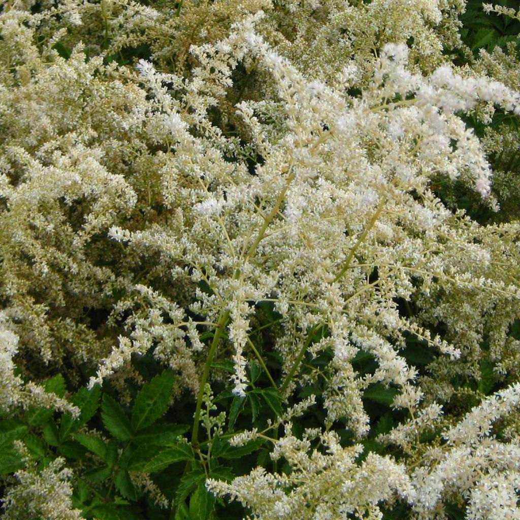 Astilbe arendsii Brautschleier