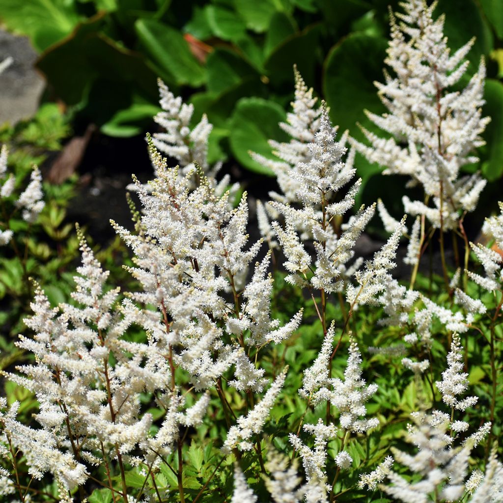 Espirea de pluma Brautschleier - Astilbe