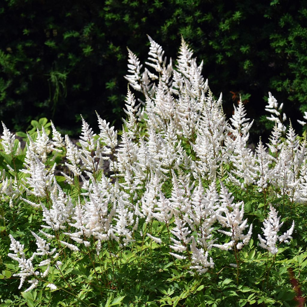 Espirea de pluma Brautschleier - Astilbe