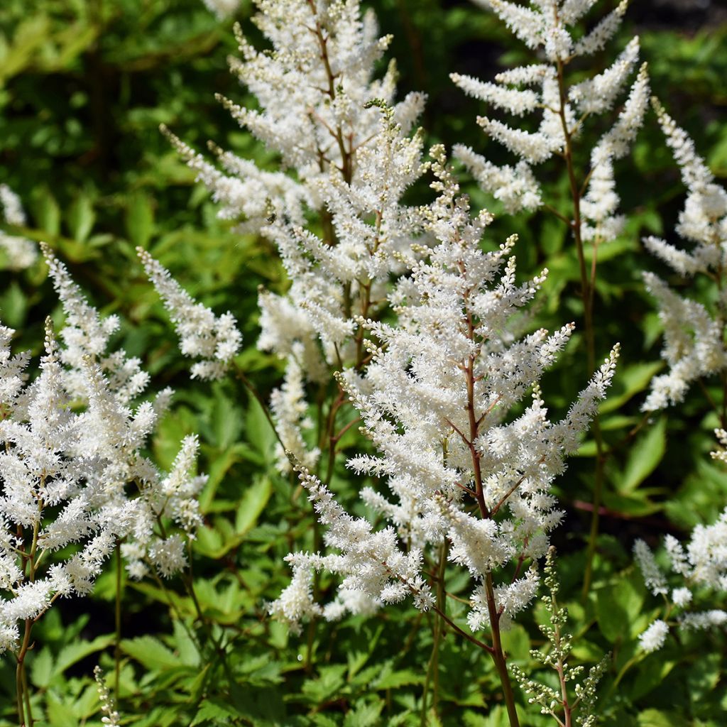 Espirea de pluma Brautschleier - Astilbe