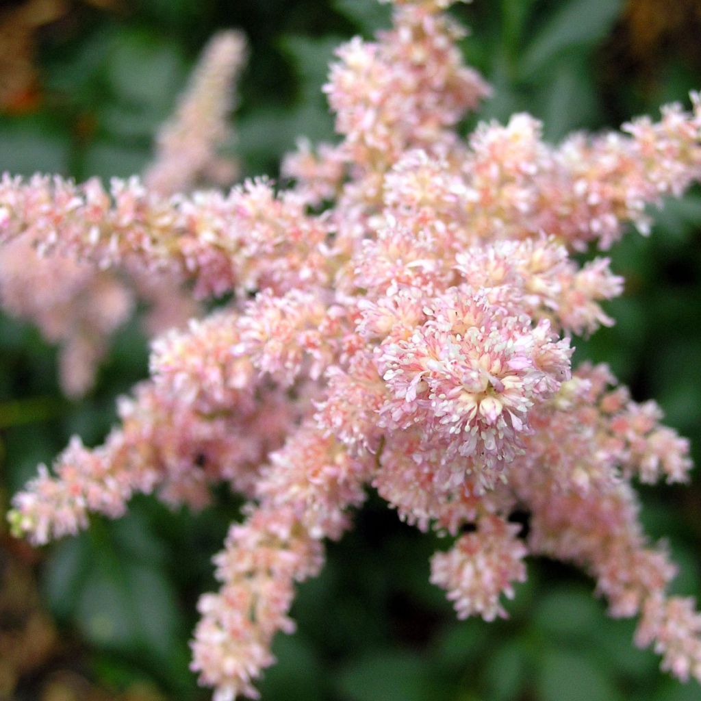 Astilbe arendsii Bressingham Beauty