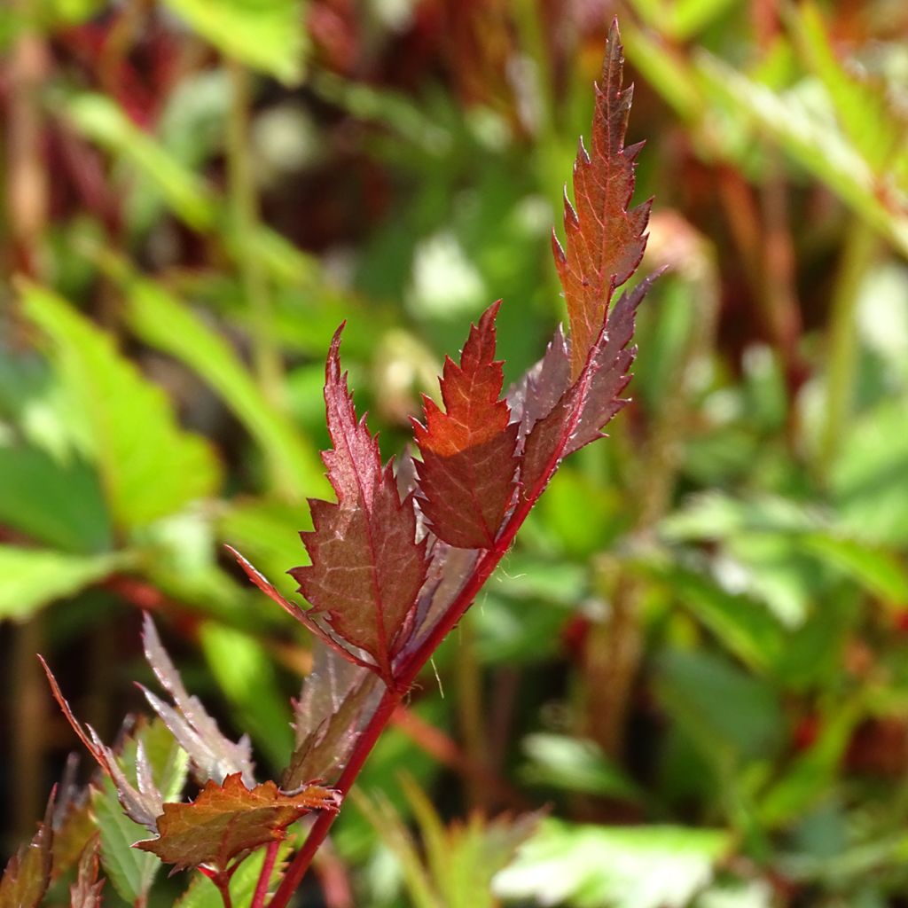 Astilbe arendsii Bressingham Beauty