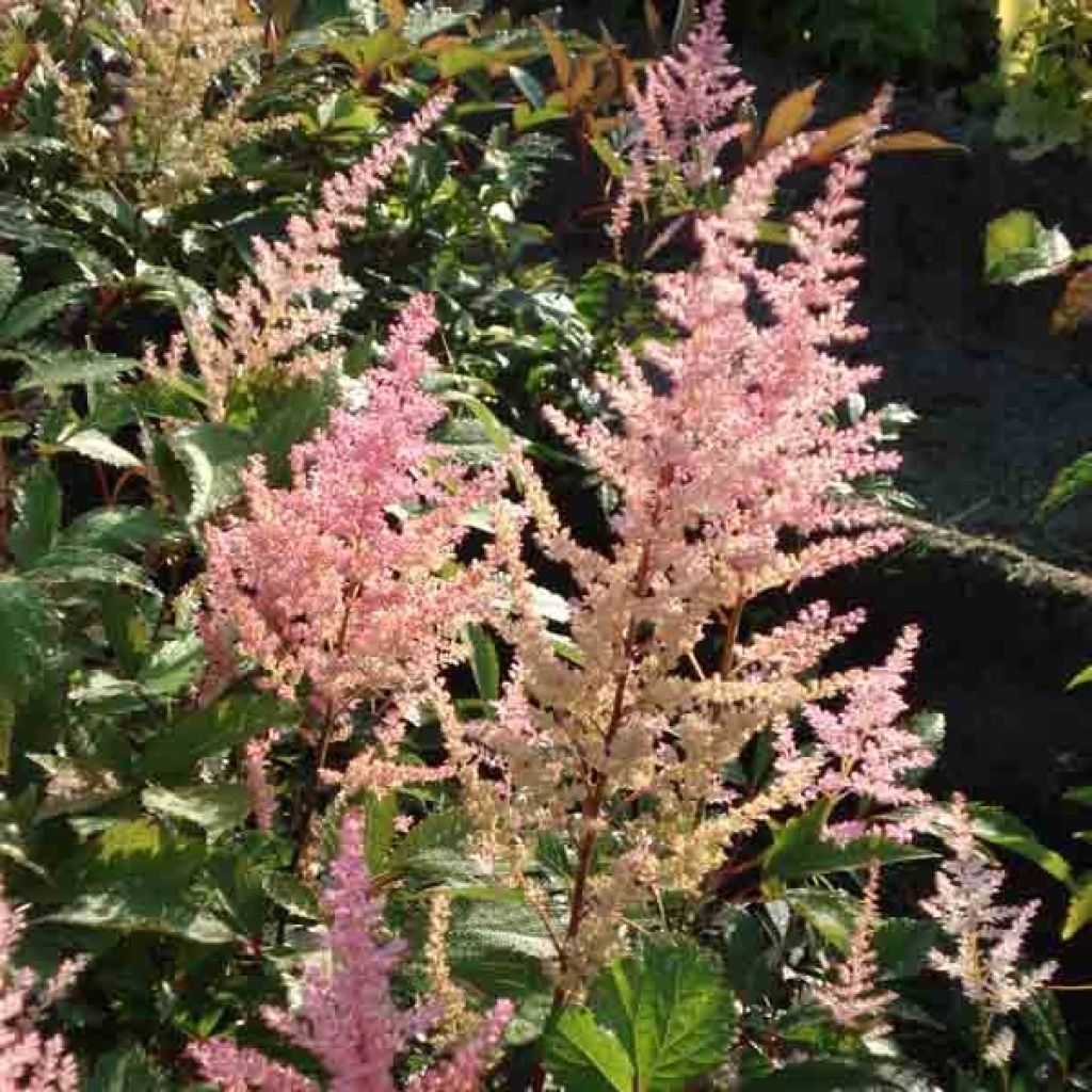 Astilbe arendsii Erika