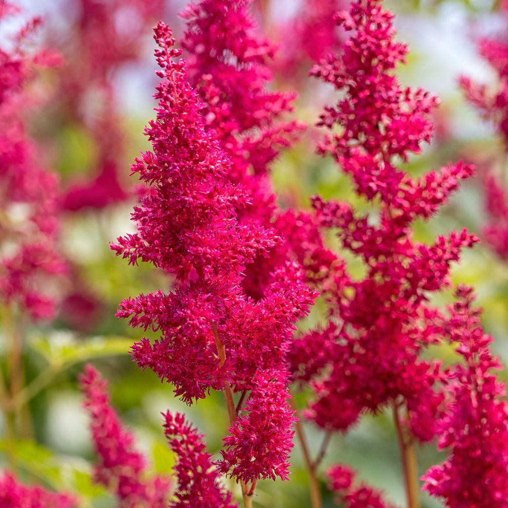 Espirea de pluma Fanal - Astilbe