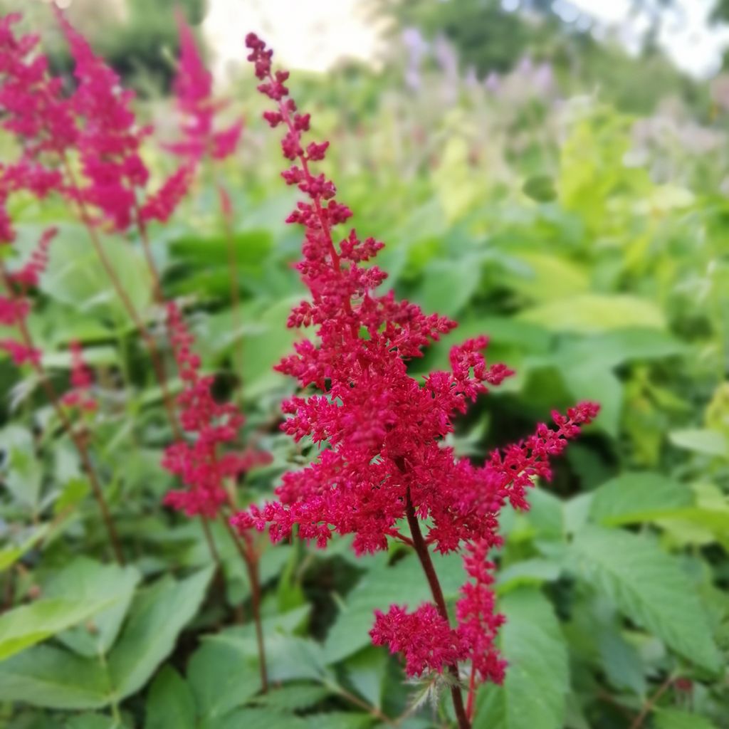 Espirea de pluma Fanal - Astilbe