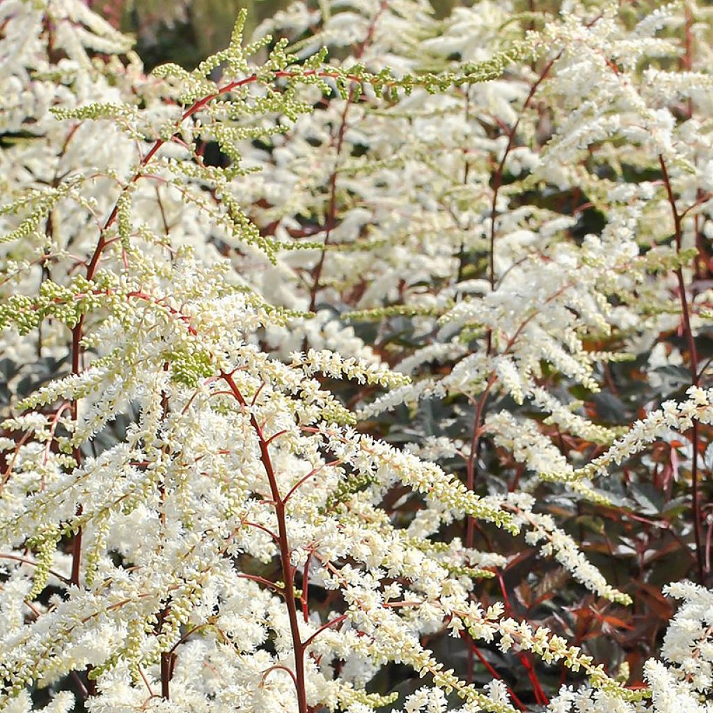 Espirea de pluma Moccachino - Astilbe