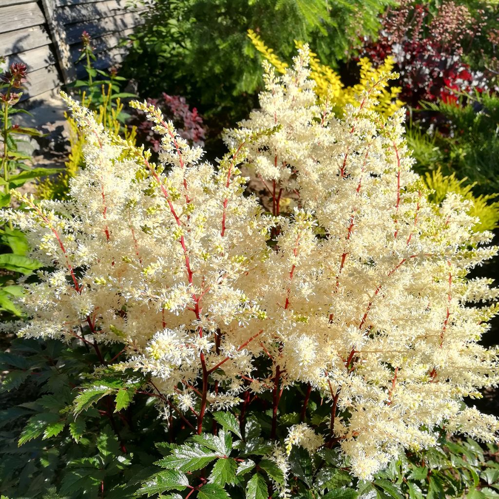 Espirea de pluma Rock and Roll - Astilbe