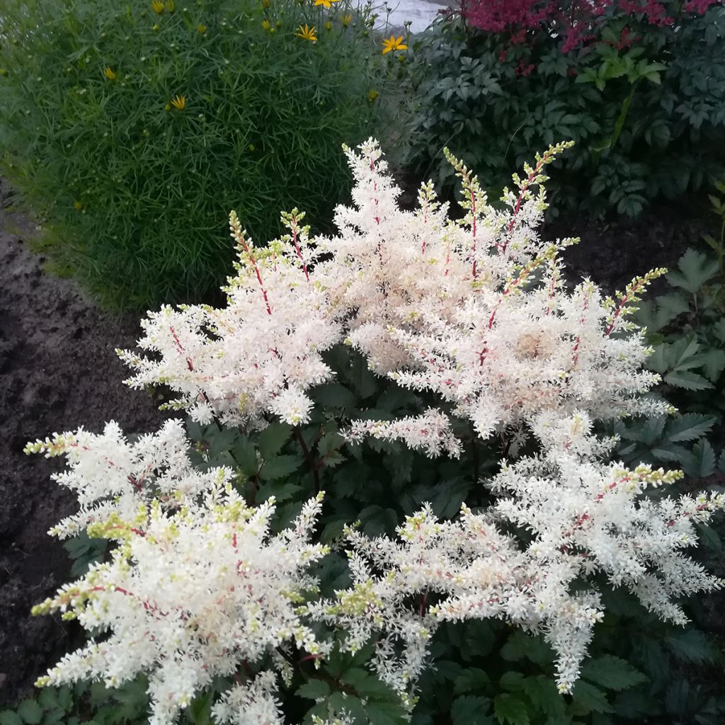 Espirea de pluma Rock and Roll - Astilbe