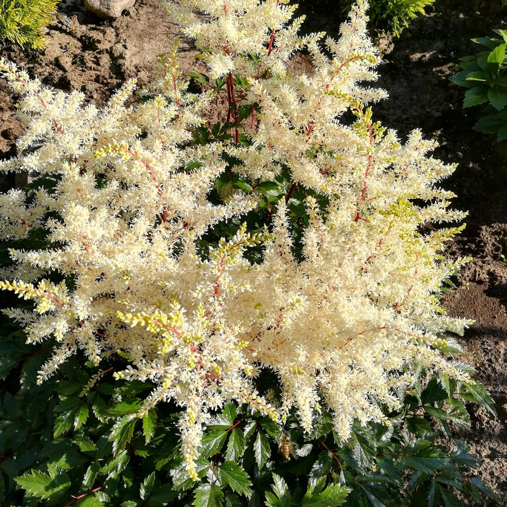 Espirea de pluma Rock and Roll - Astilbe