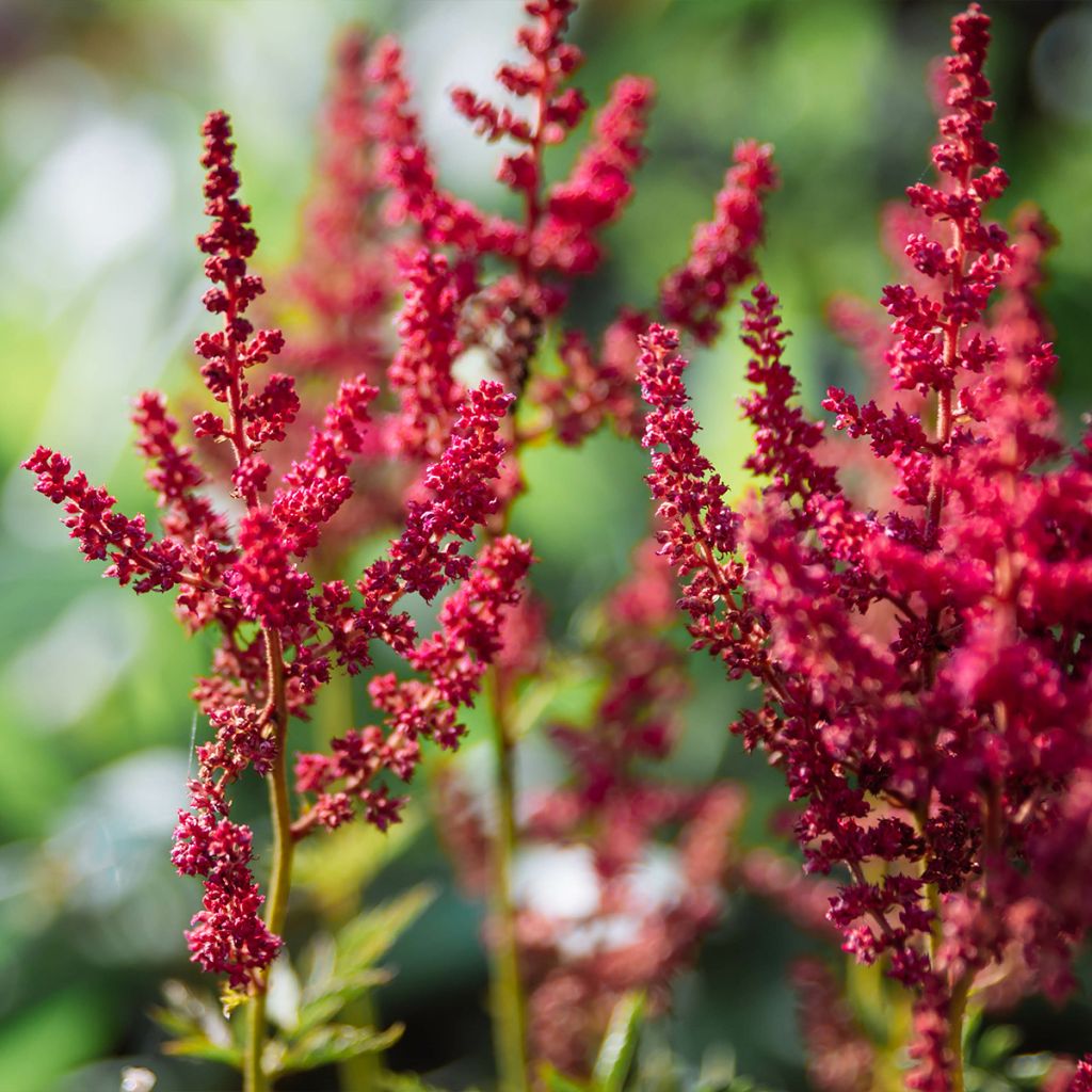 Espirea de pluma Mighty Chocolate Cherry- Astilbe