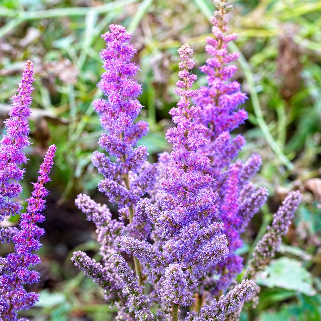 Espirea de pluma Pumila- Astilbe