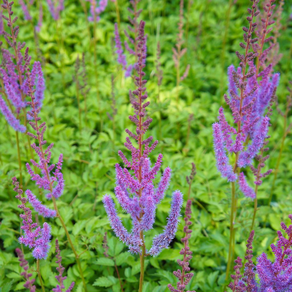 Espirea de pluma Pumila- Astilbe