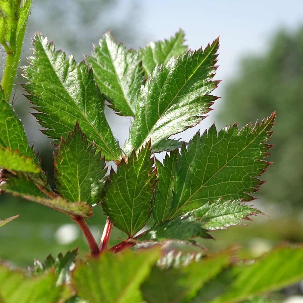 Astilbe chinensis Visions