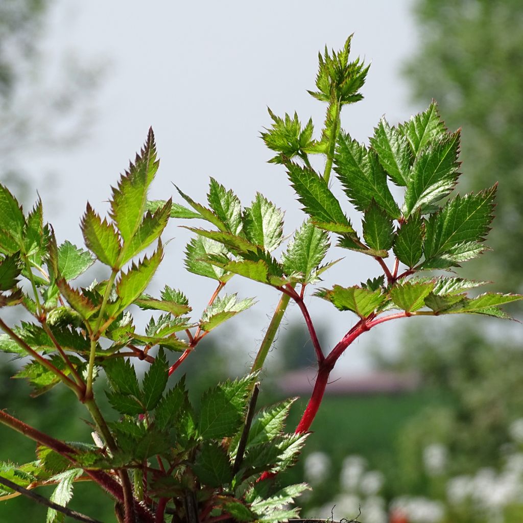 Astilbe chinensis Visions