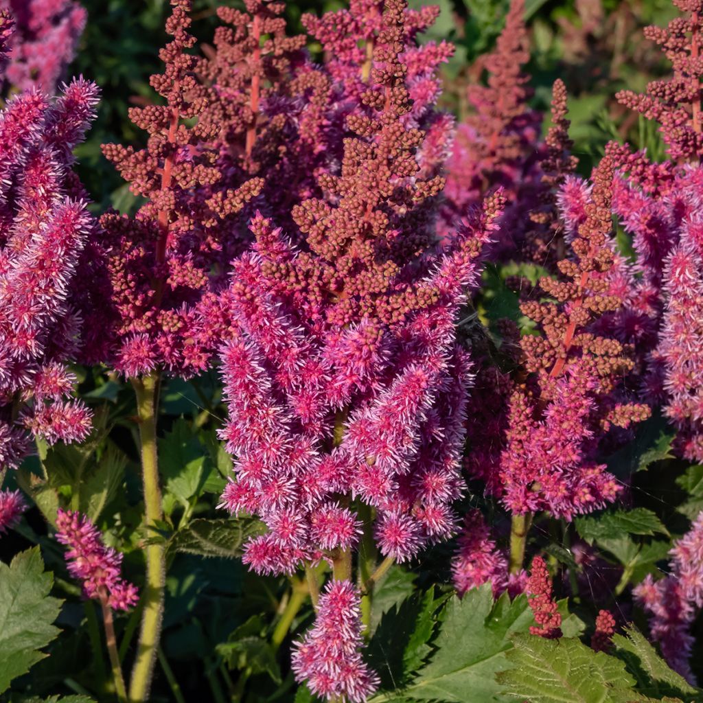 Espirea de pluma Visions- Astilbe