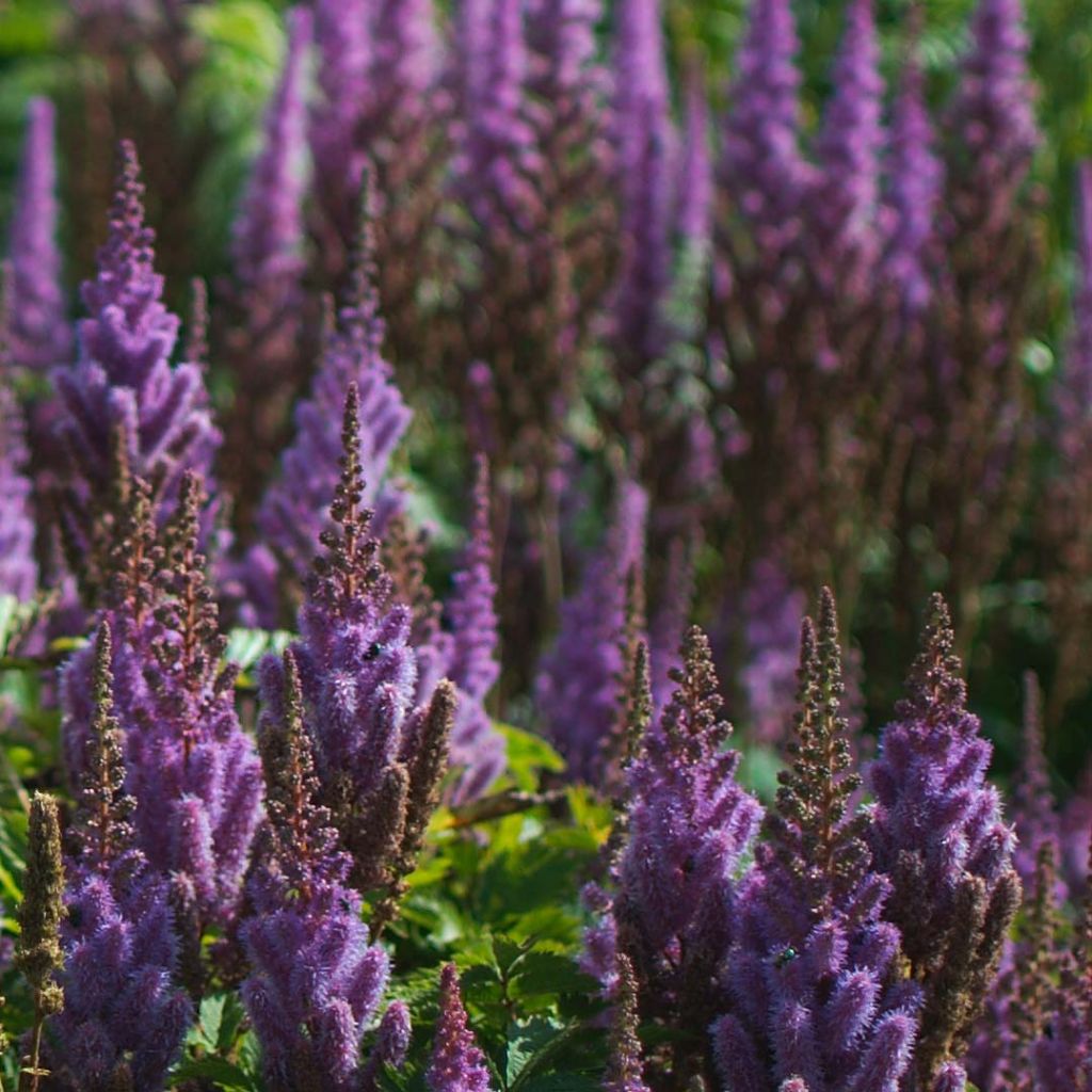 Astilbe chinensis var. taquetii Purpurlanze