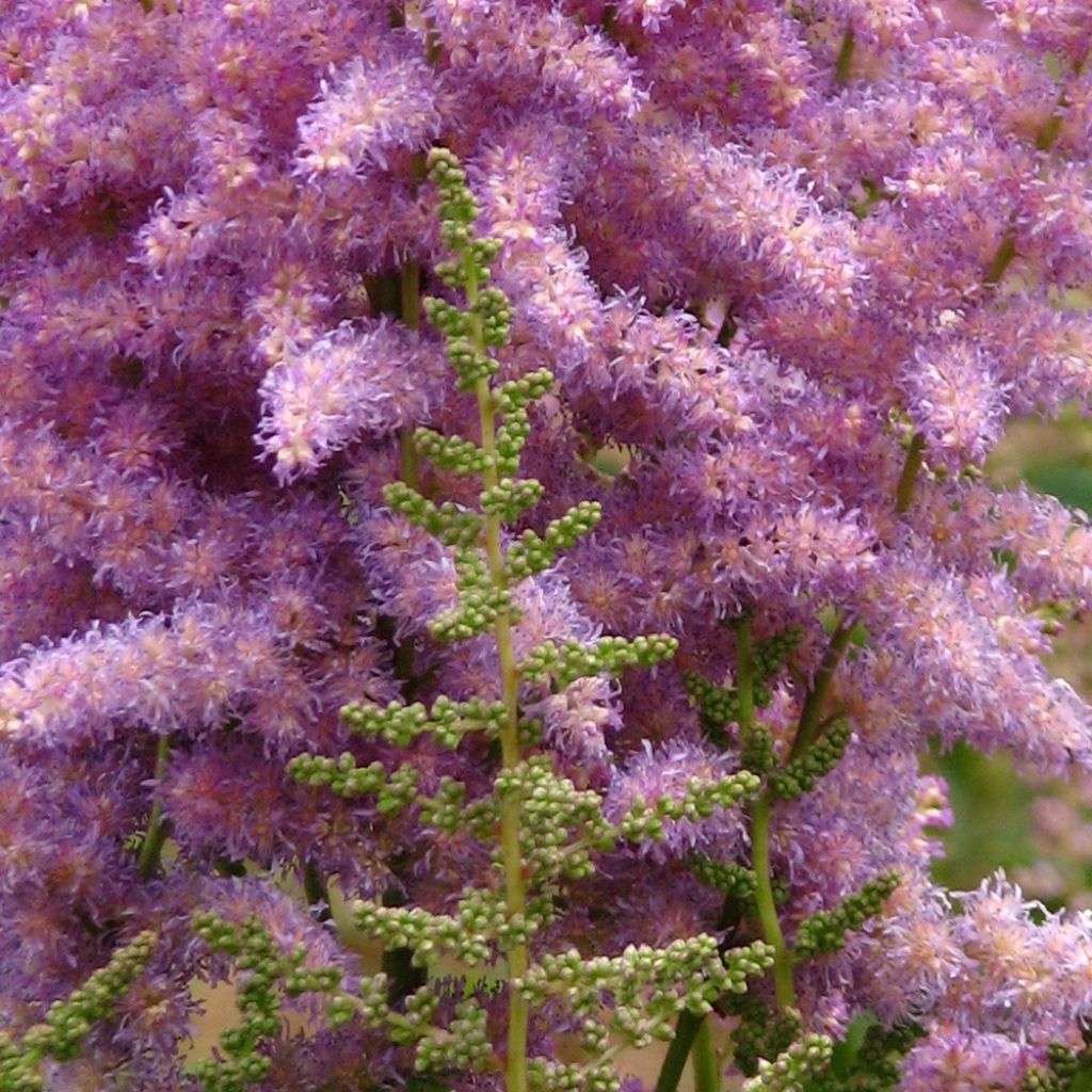 Astilbe chinensis var. davidii