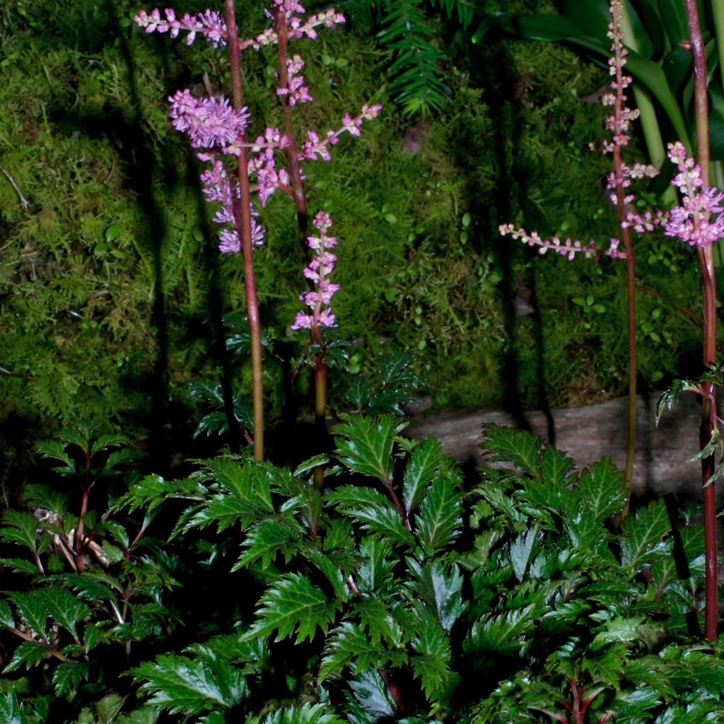 Astilbe crispa Perkeo - Astilbe à feuilles crispées