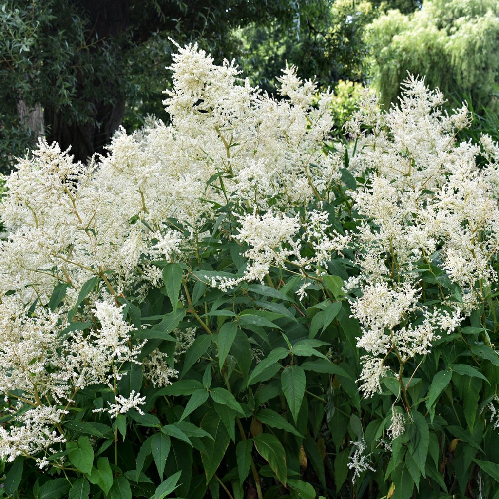 Espirea de pluma Deutschland