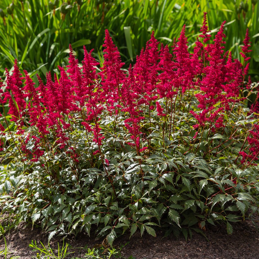 Espirea de pluma Red Sentinel