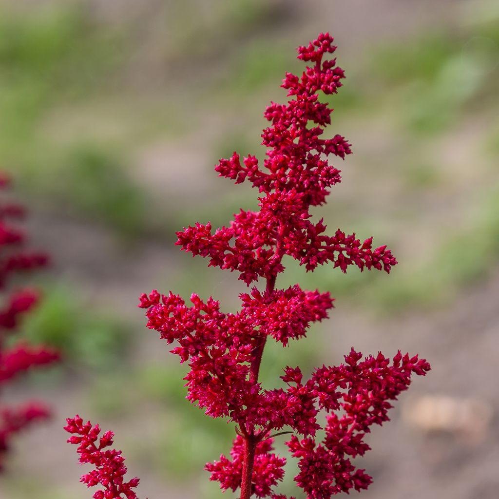 Espirea de pluma Red Sentinel