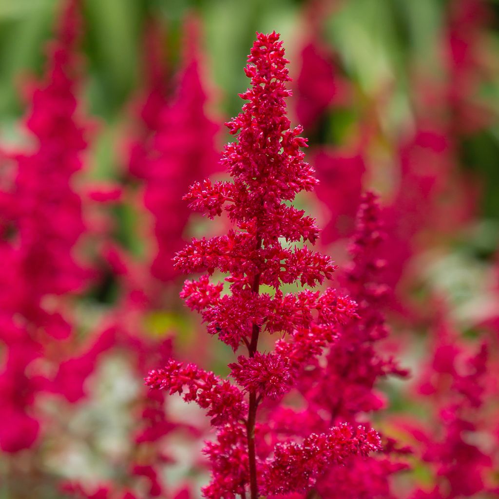 Espirea de pluma Red Sentinel