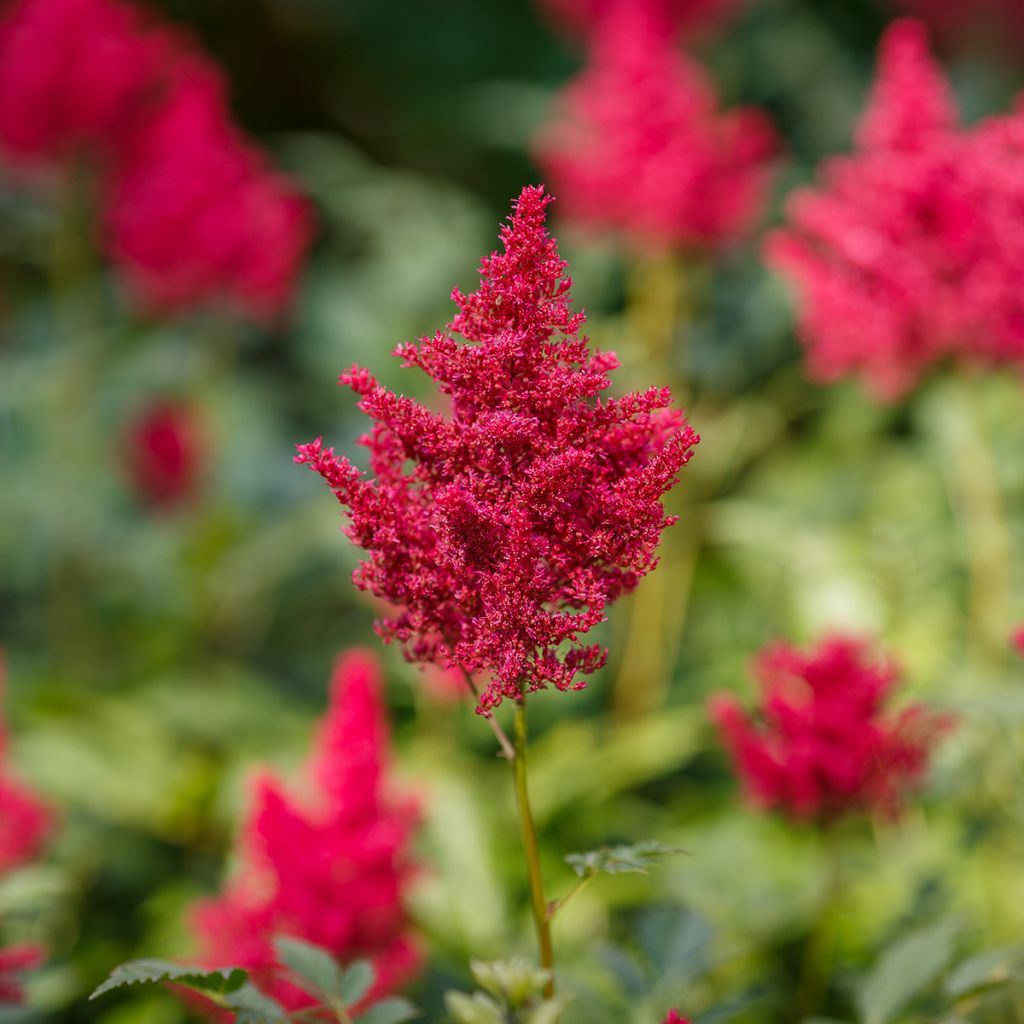 Espirea de pluma Red Sentinel