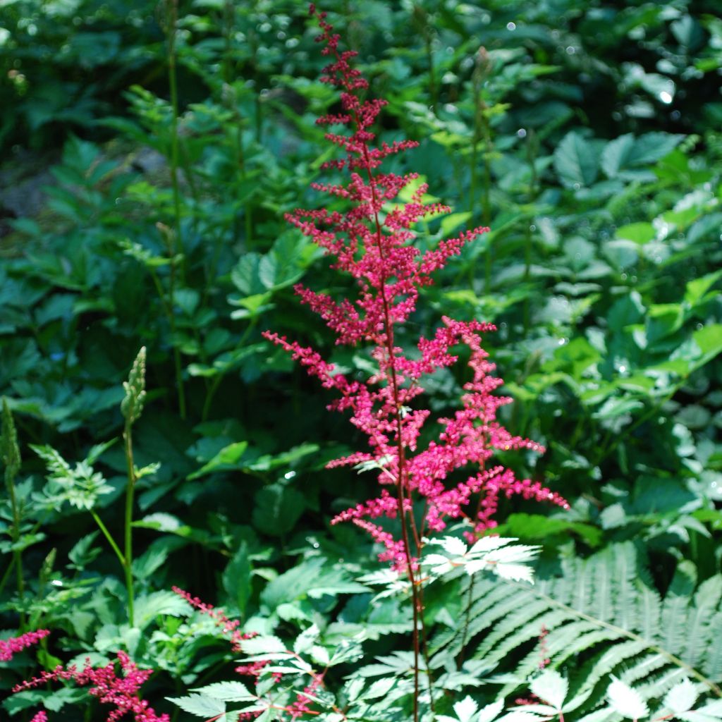 Astilbe japonica Vesuvius - Astilbe du Japon Vesuvius  