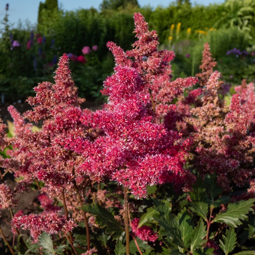 Espirea de pluma Vesuvius