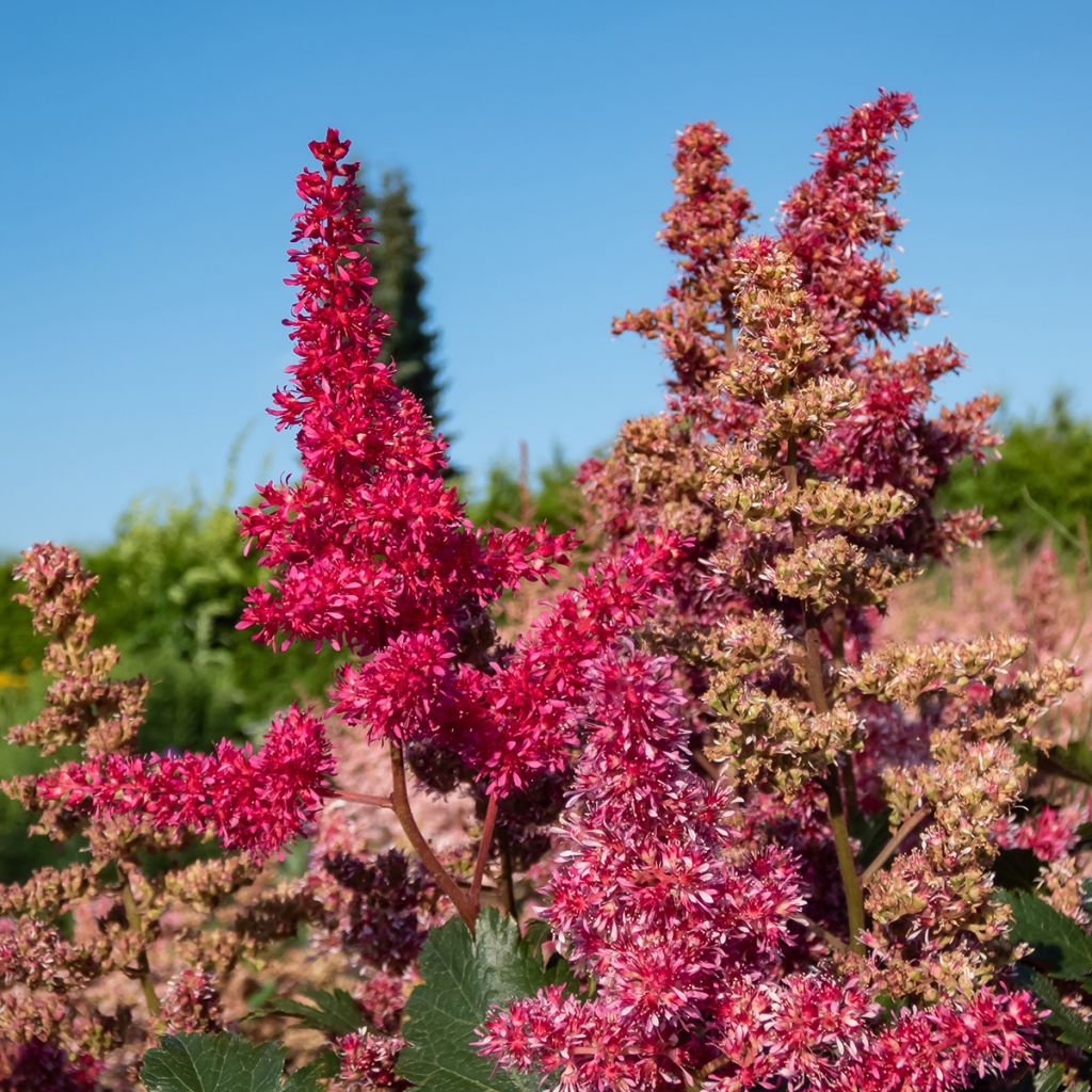 Espirea de pluma Vesuvius